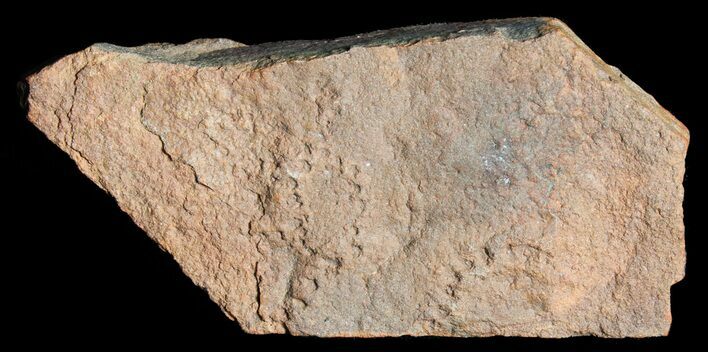 Horodyskia Fossil Slab- Oldest Known Multicellular Life #39180